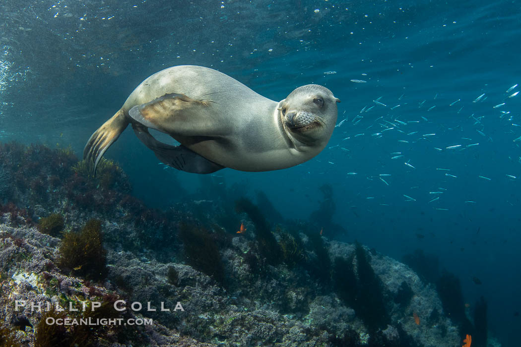 Inquisitive young California sea lion underwater, this is a pup-of-the-year born in June and only about five months old, Coronado Islands near San Diego, Baja California, Mexico., Zalophus californianus, natural history stock photograph, photo id 40763