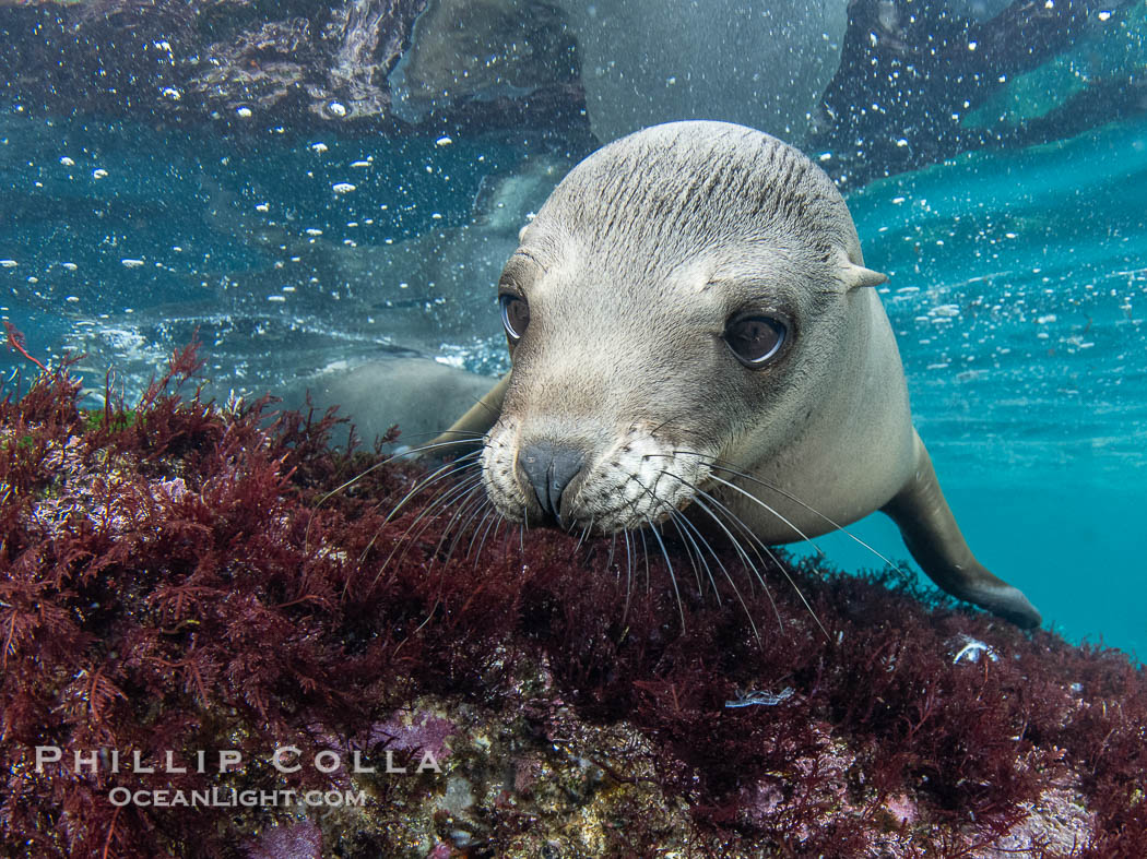 Inquisitive young California sea lion underwater, this is a pup-of-the-year born in June and only about five months old, Coronado Islands near San Diego, Baja California, Mexico. Coronado Islands (Islas Coronado), Zalophus californianus, natural history stock photograph, photo id 40765