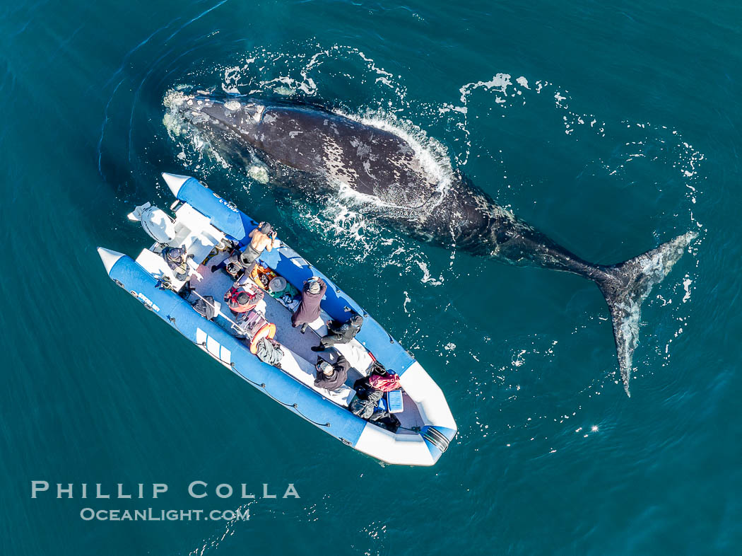 Inquisitive southern right whale visits a boat, Eubalaena australis, aerial photo. Puerto Piramides, Chubut, Argentina, Eubalaena australis, natural history stock photograph, photo id 38326