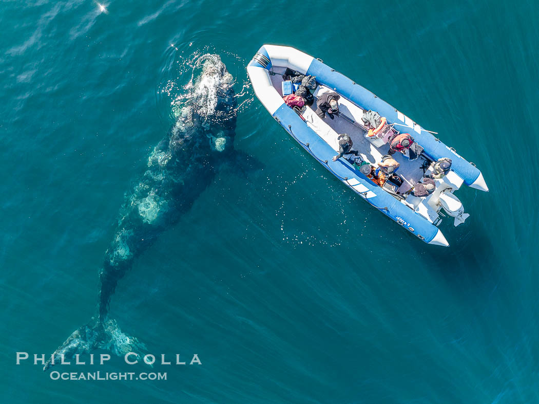 Inquisitive southern right whale visits a boat, Eubalaena australis, aerial photo., Eubalaena australis, natural history stock photograph, photo id 38325