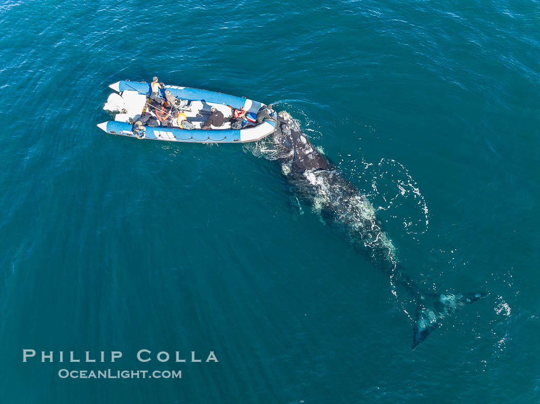 Inquisitive southern right whale visits a boat, Eubalaena australis, aerial photo. Puerto Piramides, Chubut, Argentina, Eubalaena australis, natural history stock photograph, photo id 38329