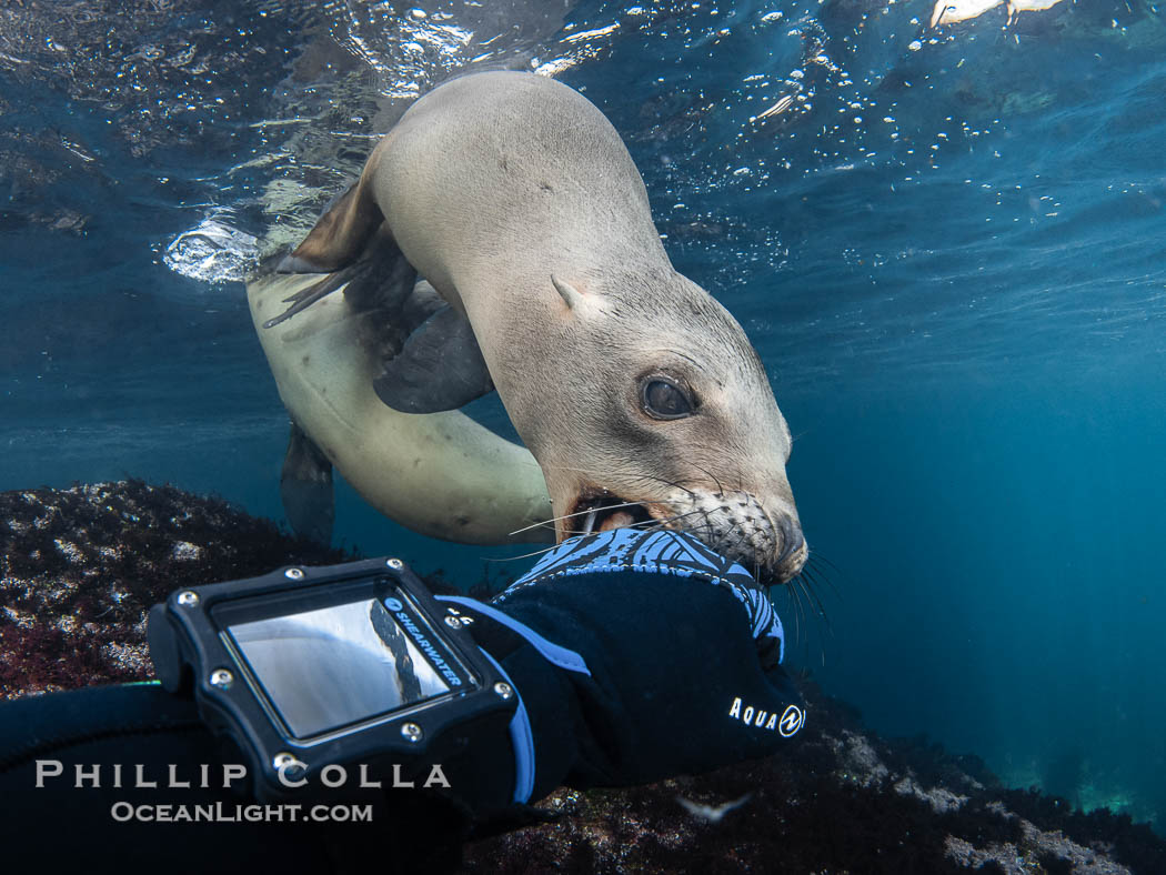 Inquisitive young California sea lion underwater inspects my glove by gently mouthing it. This is a pup-of-the-year born in June and only about five months old. Sea lions are tactile creatures and learn about objects and their surroundings by biting on them. Coronado Islands near San Diego, Baja California, Mexico. Coronado Islands (Islas Coronado), Zalophus californianus, natural history stock photograph, photo id 40767