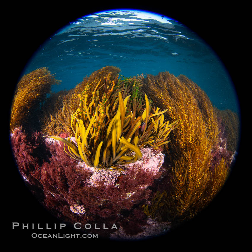 Marine algae including invasive sargassum, Coronado Islands, Baja California, Mexico., Sargassum horneri, natural history stock photograph, photo id 34574