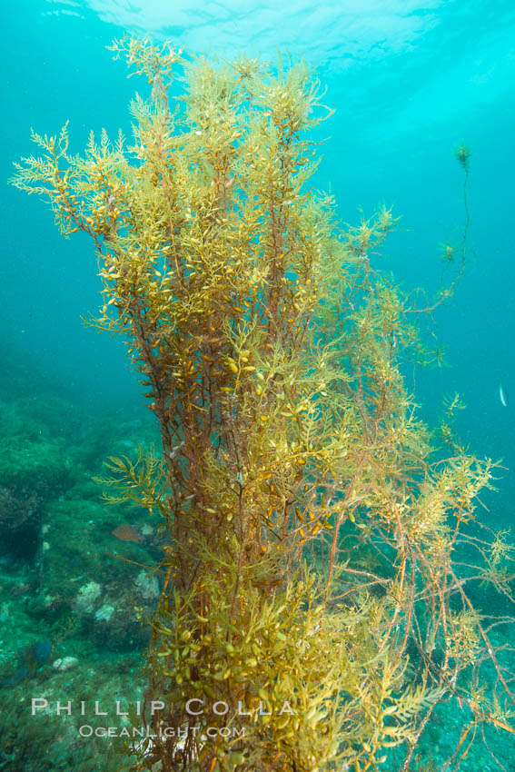 Invasive Sargassum, Catalina. Catalina Island, California, USA, Sargassum horneri, natural history stock photograph, photo id 30972