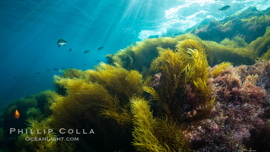 Invasive sargassum, Coronado Islands, Baja California, Mexico., Sargassum horneri, natural history stock photograph, photo id 34573