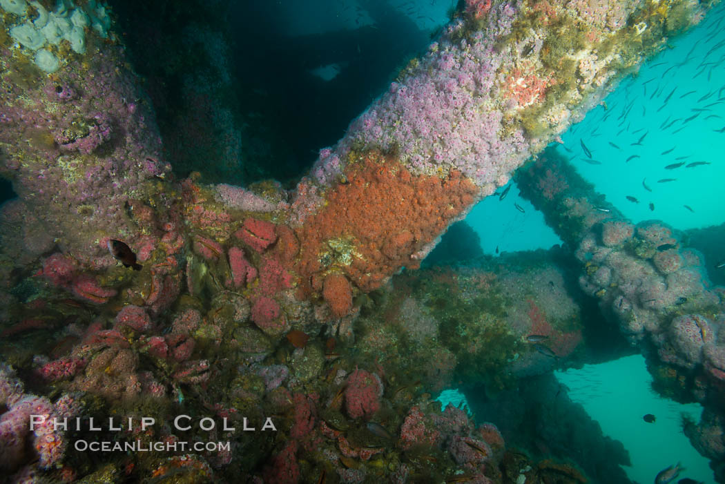 Oil Rig Ellen underwater structure covered in invertebrate life. Long Beach, California, USA, natural history stock photograph, photo id 31102