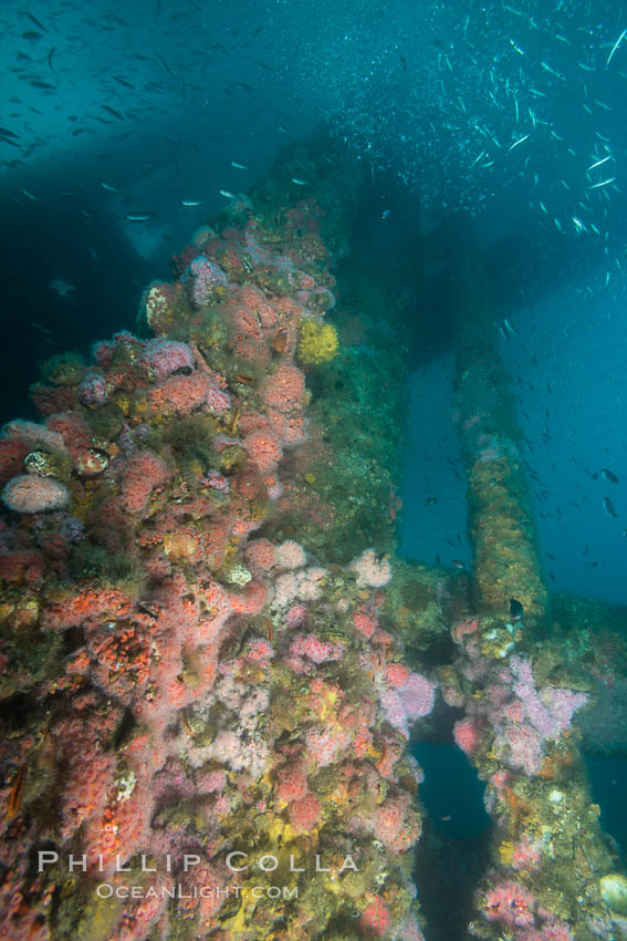 Oil Rig Ellen underwater structure covered in invertebrate life. Long Beach, California, USA, natural history stock photograph, photo id 31106