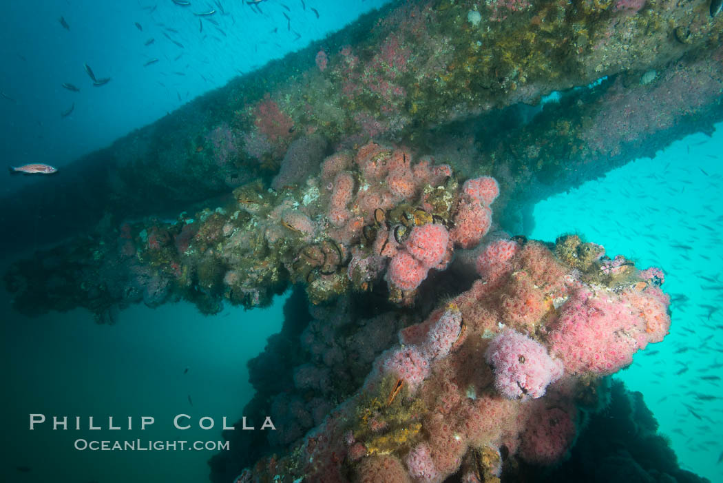 Oil Rig Ellen underwater structure covered in invertebrate life. Long Beach, California, USA, natural history stock photograph, photo id 31110