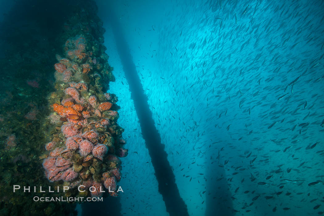 Oil Rig Ellen underwater structure covered in invertebrate life, Long Beach, California
