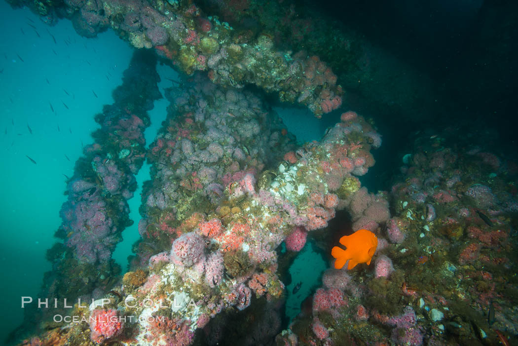 Oil Rig Ellen underwater structure covered in invertebrate life. Long Beach, California, USA, natural history stock photograph, photo id 31100