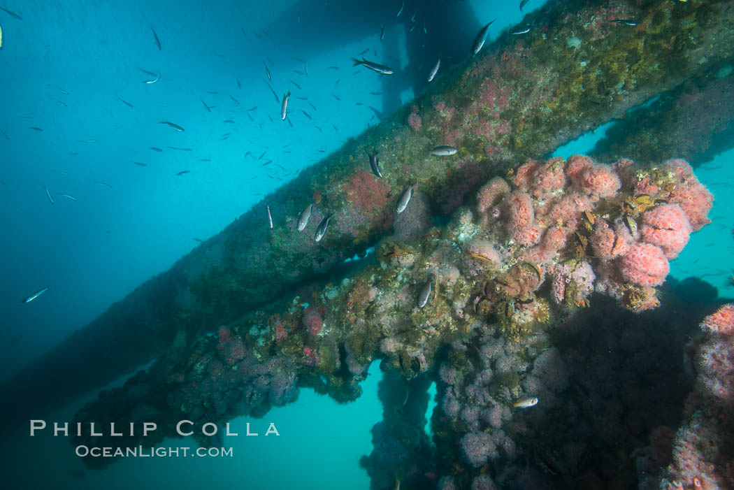 Oil Rig Ellen underwater structure covered in invertebrate life. Long Beach, California, USA, natural history stock photograph, photo id 31111