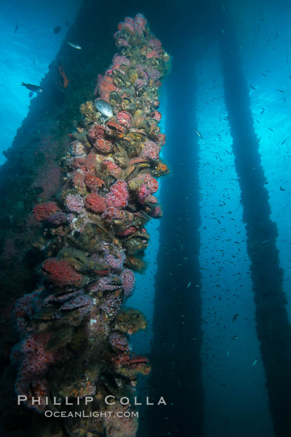 Oil Rig Ellen underwater structure covered in invertebrate life. Long Beach, California, USA, natural history stock photograph, photo id 31115