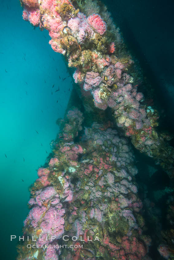 Oil Rig Ellen underwater structure covered in invertebrate life. Long Beach, California, USA, natural history stock photograph, photo id 31101