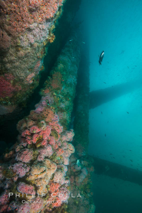 Oil Rig Ellen underwater structure covered in invertebrate life. Long Beach, California, USA, natural history stock photograph, photo id 31105