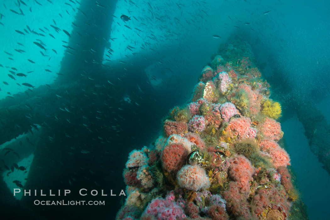 Oil Rig Ellen underwater structure covered in invertebrate life. Long Beach, California, USA, natural history stock photograph, photo id 31109