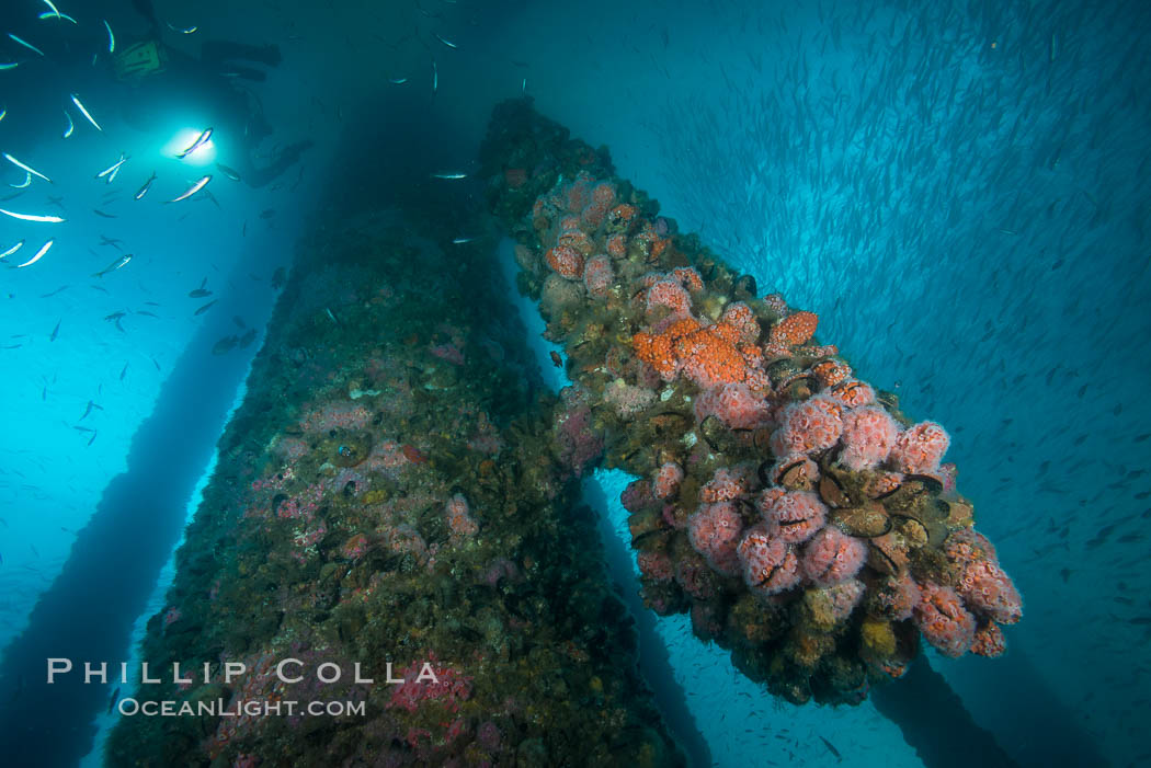 Oil Rig Ellen underwater structure covered in invertebrate life. Long Beach, California, USA, natural history stock photograph, photo id 31113