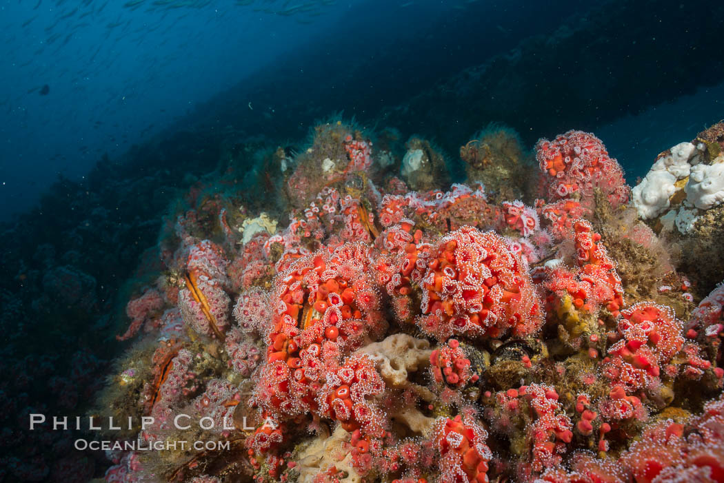 Oil Rig Elly underwater structure covered in invertebrate life. Long Beach, California, USA, natural history stock photograph, photo id 31120