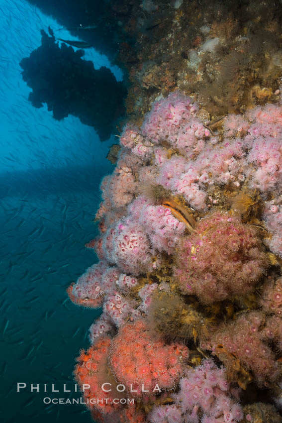 Oil Rig Elly underwater structure covered in invertebrate life. Long Beach, California, USA, natural history stock photograph, photo id 31132