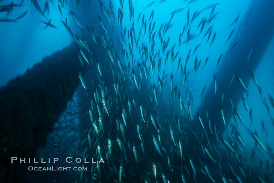 Oil Rig Elly underwater structure covered in invertebrate life. Long Beach, California, USA, natural history stock photograph, photo id 31135