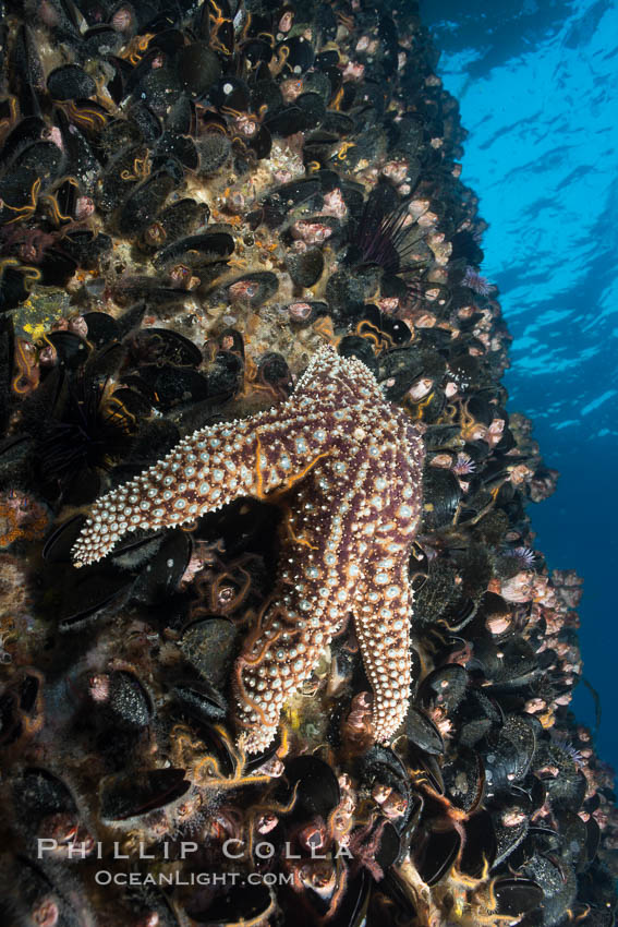 Oil Rig Elly underwater structure covered in invertebrate life. Long Beach, California, USA, natural history stock photograph, photo id 31141