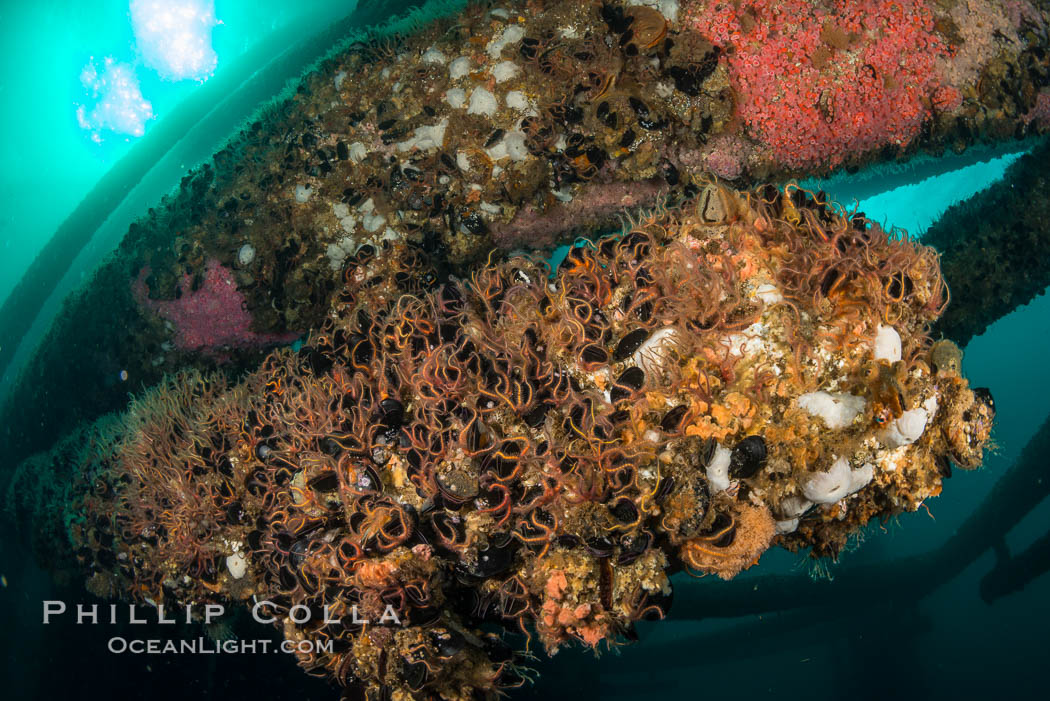 Invertebrate life covers the undersea pilings of a oil platform. Long Beach, California, USA, natural history stock photograph, photo id 34258