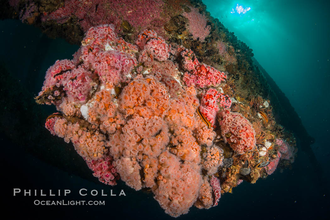 Invertebrate life covers the undersea pilings of a oil platform. Long Beach, California, USA, natural history stock photograph, photo id 34498