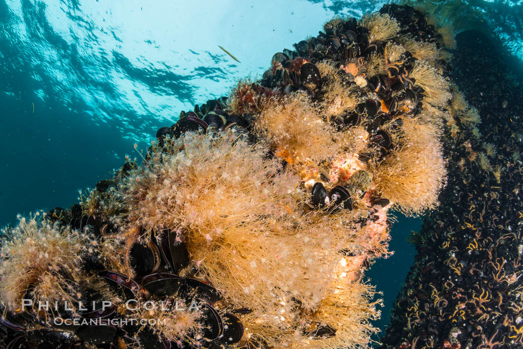 Invertebrate life covers the undersea pilings of a oil platform. Long Beach, California, USA, natural history stock photograph, photo id 34248