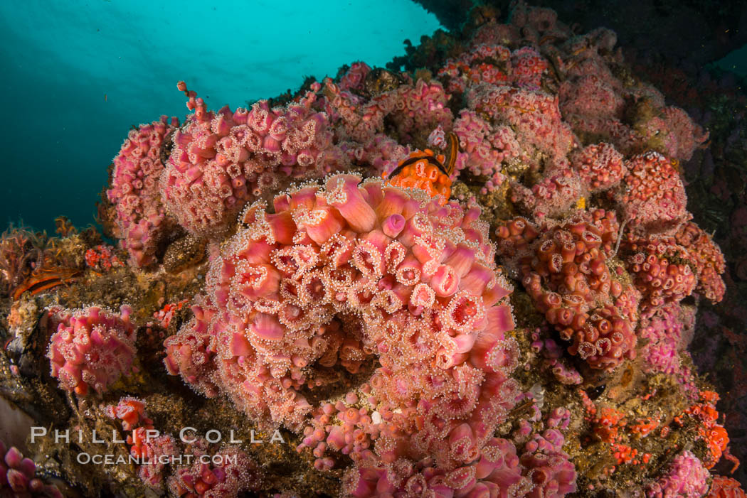 Invertebrate life covers the undersea pilings of a oil platform. Long Beach, California, USA, natural history stock photograph, photo id 34253