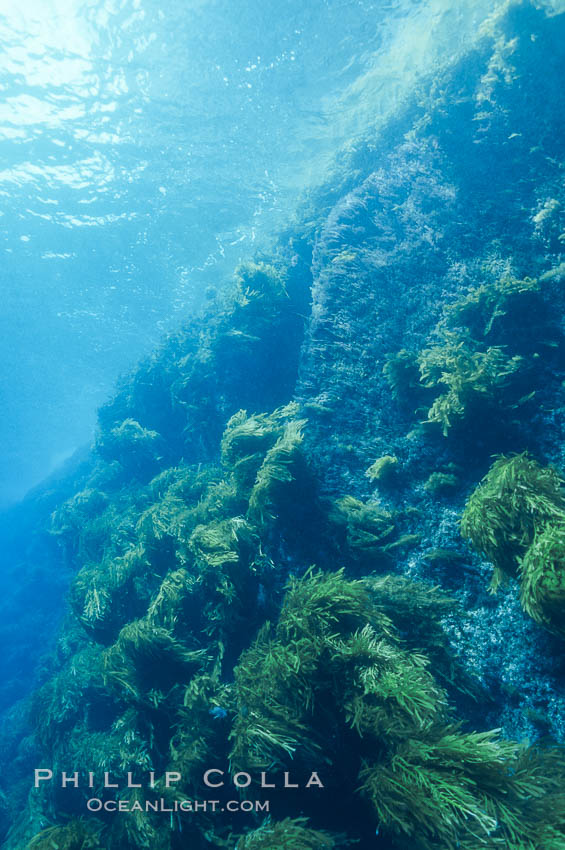 Isla Afuera, Guadalupe Island, Mexico. Guadalupe Island (Isla Guadalupe), Baja California, natural history stock photograph, photo id 36184