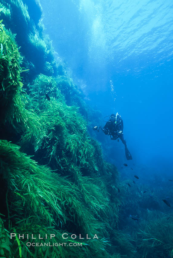 Kelp covered wall of Isla Afuera, diver, Eisenia arborea, Guadalupe Island (Isla Guadalupe)