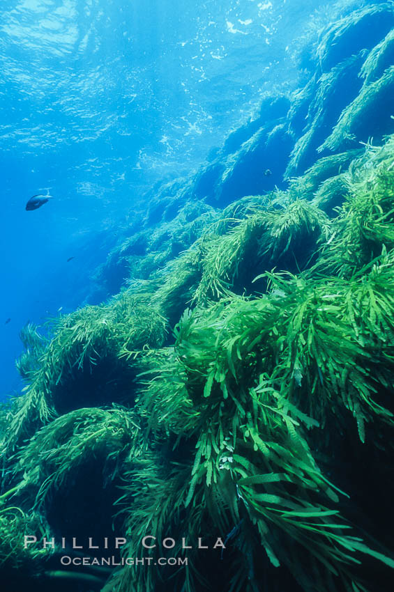 Kelp covered wall of Isla Afuera. Guadalupe Island (Isla Guadalupe), Baja California, Mexico, natural history stock photograph, photo id 03728