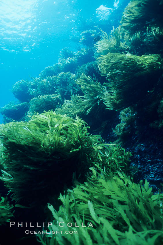 Palm kelp, Isla Afuera. Southern sea palm, Eisenia arborea, Guadalupe Island (Isla Guadalupe)