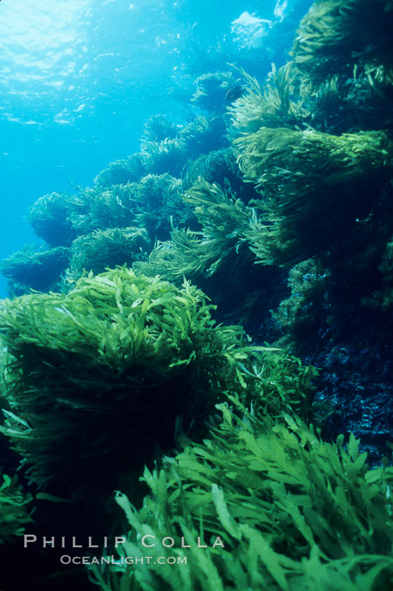 Palm kelp, Isla Afuera. Southern sea palm. Guadalupe Island (Isla Guadalupe), Baja California, Mexico, Eisenia arborea, natural history stock photograph, photo id 01287