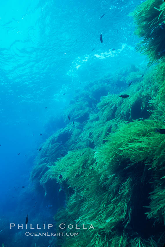 Kelp covered wall of Isla Afuera. Guadalupe Island (Isla Guadalupe), Baja California, Mexico, Eisenia arborea, natural history stock photograph, photo id 03727