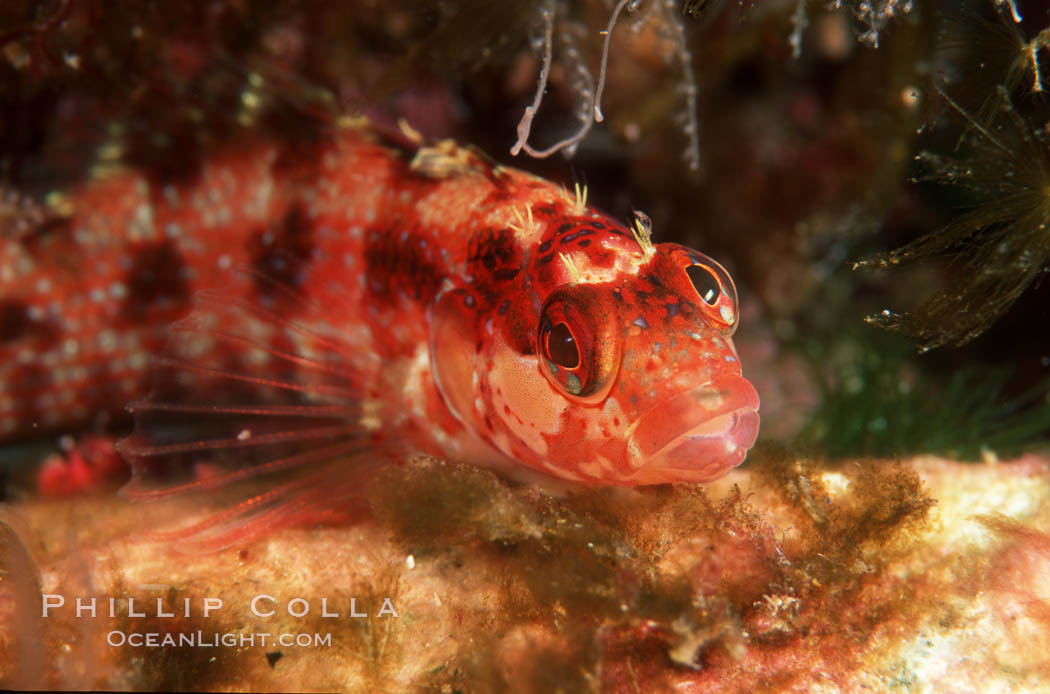 Island kelpfish., Alloclinus holderi, natural history stock photograph, photo id 04596