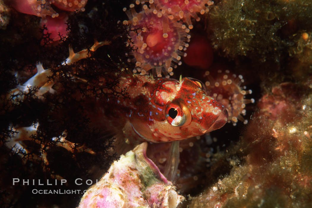 Island kelpfish., Alloclinus holderi, natural history stock photograph, photo id 05152