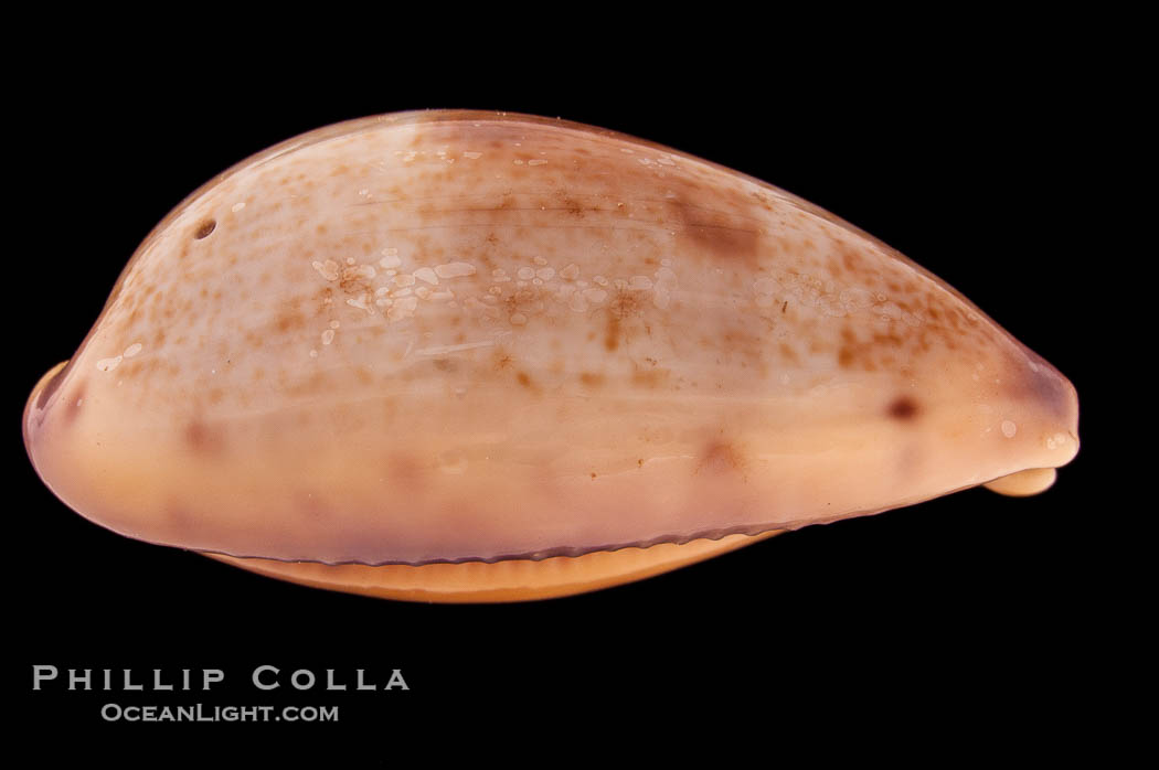 Javan Walker's Cowrie., Cypraea walkeri surabajensis, natural history stock photograph, photo id 08367