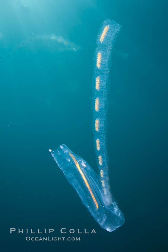 Pelagic tunicate reproduction, large single salp produces a chain of smaller salps as it reproduces while adrift on the open ocean. San Diego, California, USA, Cyclosalpa affinis, natural history stock photograph, photo id 26820