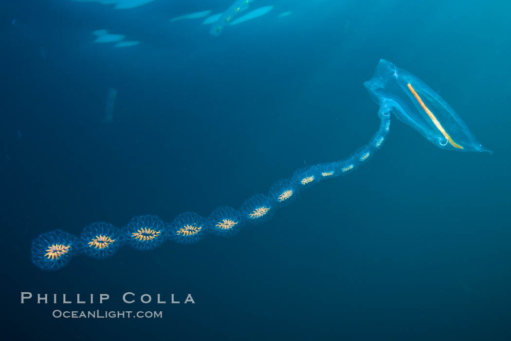 Pelagic tunicate reproduction, large single salp produces a chain of smaller salps as it reproduces while adrift on the open ocean. San Diego, California, USA, Cyclosalpa affinis, natural history stock photograph, photo id 26821
