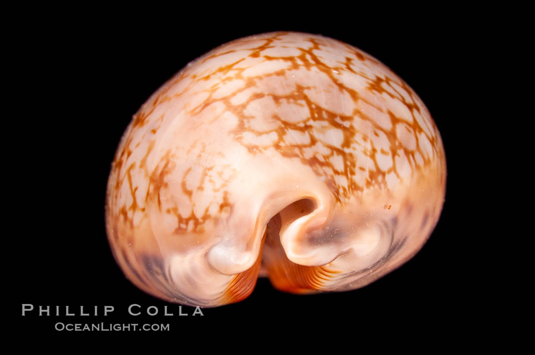 Jester Cowrie., Cypraea scurra, natural history stock photograph, photo id 08012