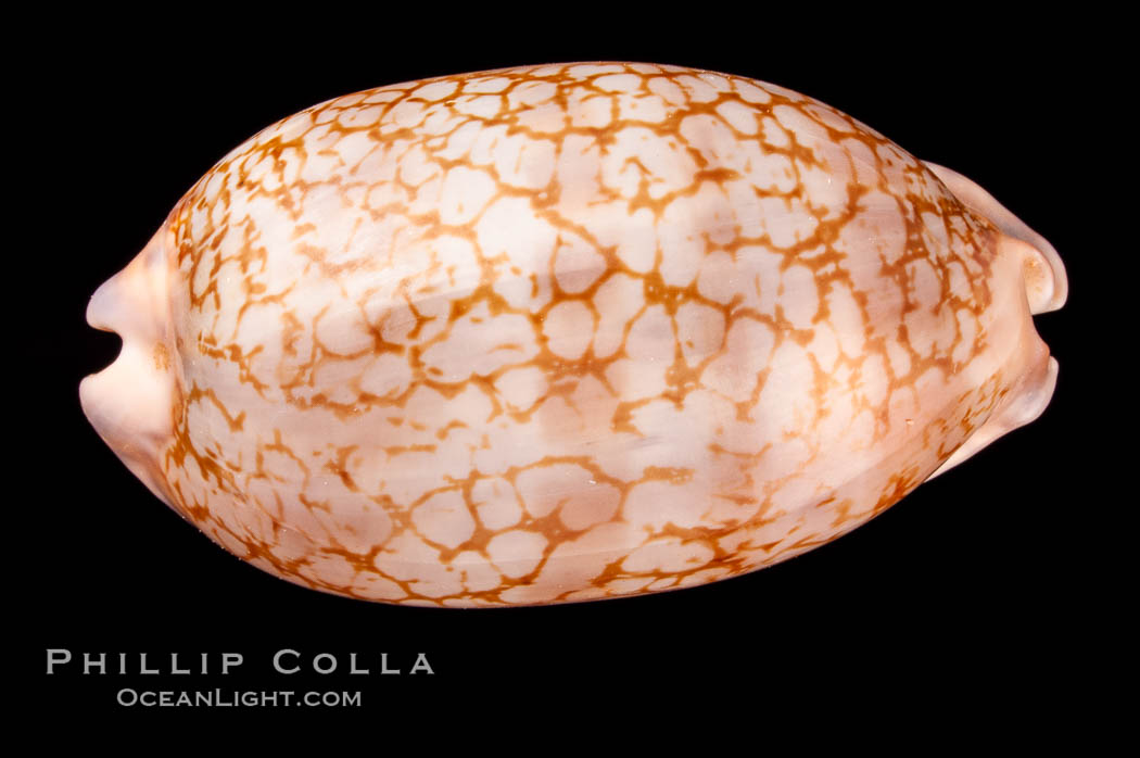 Jester Cowrie., Cypraea scurra, natural history stock photograph, photo id 08009