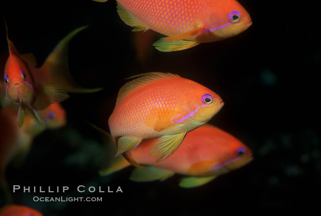 Jewel fairy basslet (female color form), also known as lyretail anthias. Egyptian Red Sea, Pseudanthias squamipinnis, natural history stock photograph, photo id 05226