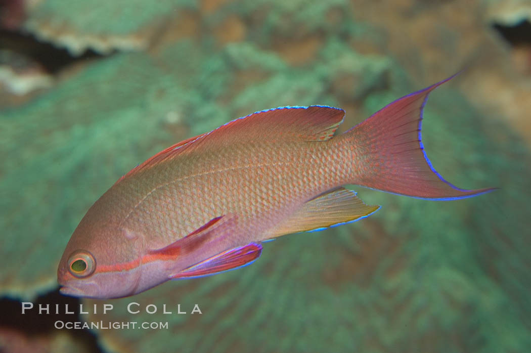 Lyretail fairy basslet, male., Pseudanthias squamipinnis, natural history stock photograph, photo id 07862