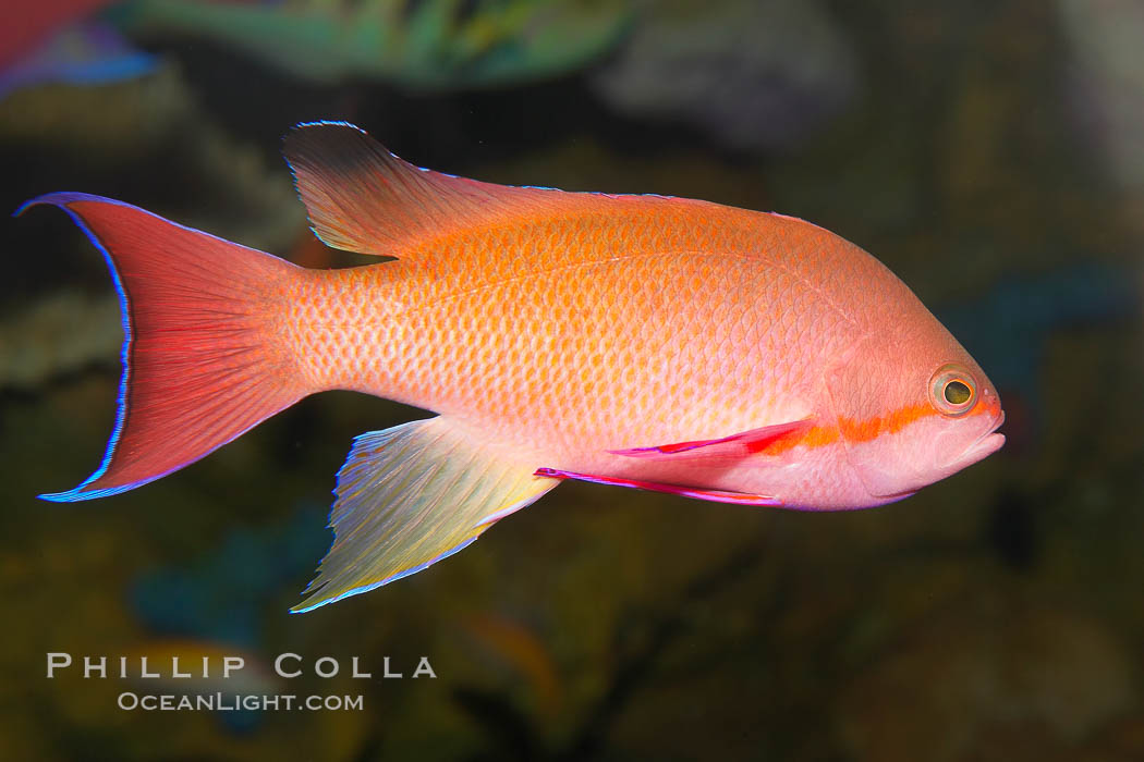 Lyretail fairy basslet, male., Pseudanthias squamipinnis, natural history stock photograph, photo id 12866