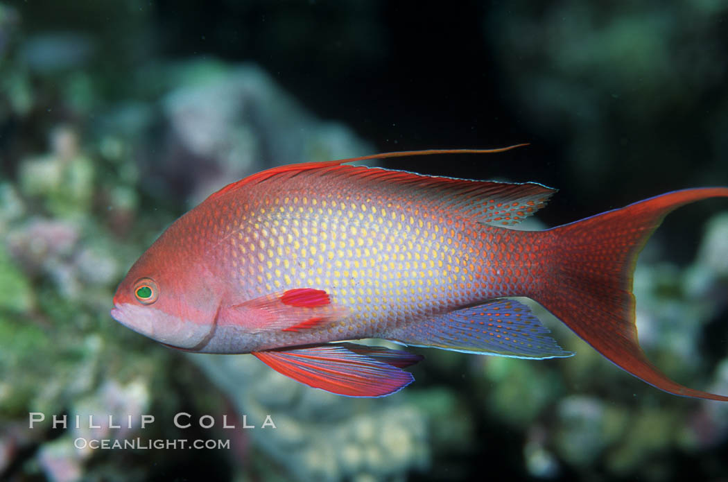 Jewel fairy basslet (male color form), also known as lyretail anthias. Egyptian Red Sea, Pseudanthias squamipinnis, natural history stock photograph, photo id 05200