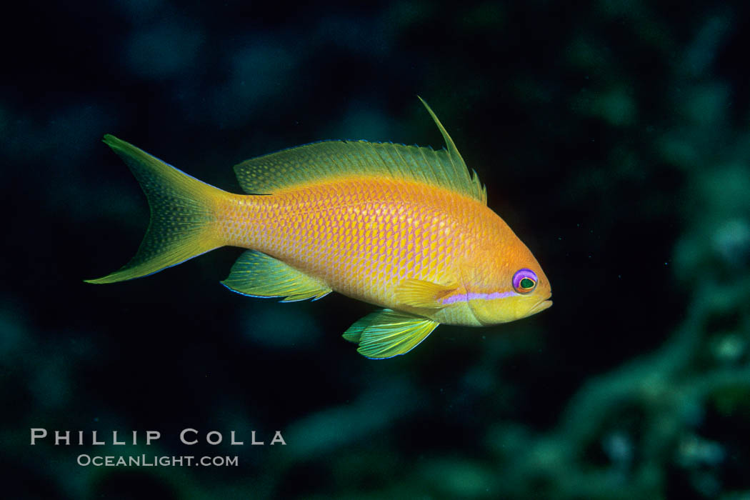 Jewel fairy basslet (female color form), also known as lyretail anthias. Egyptian Red Sea, Pseudanthias squamipinnis, natural history stock photograph, photo id 05228