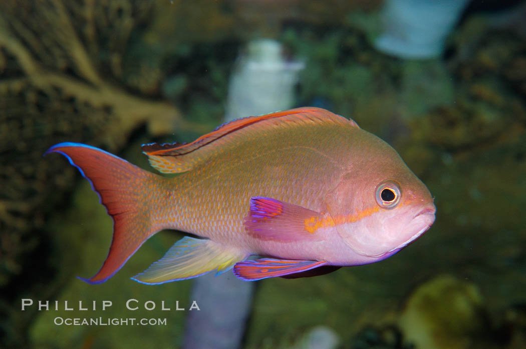 Sea goldie., Pseudanthias squamipinnis, natural history stock photograph, photo id 08888