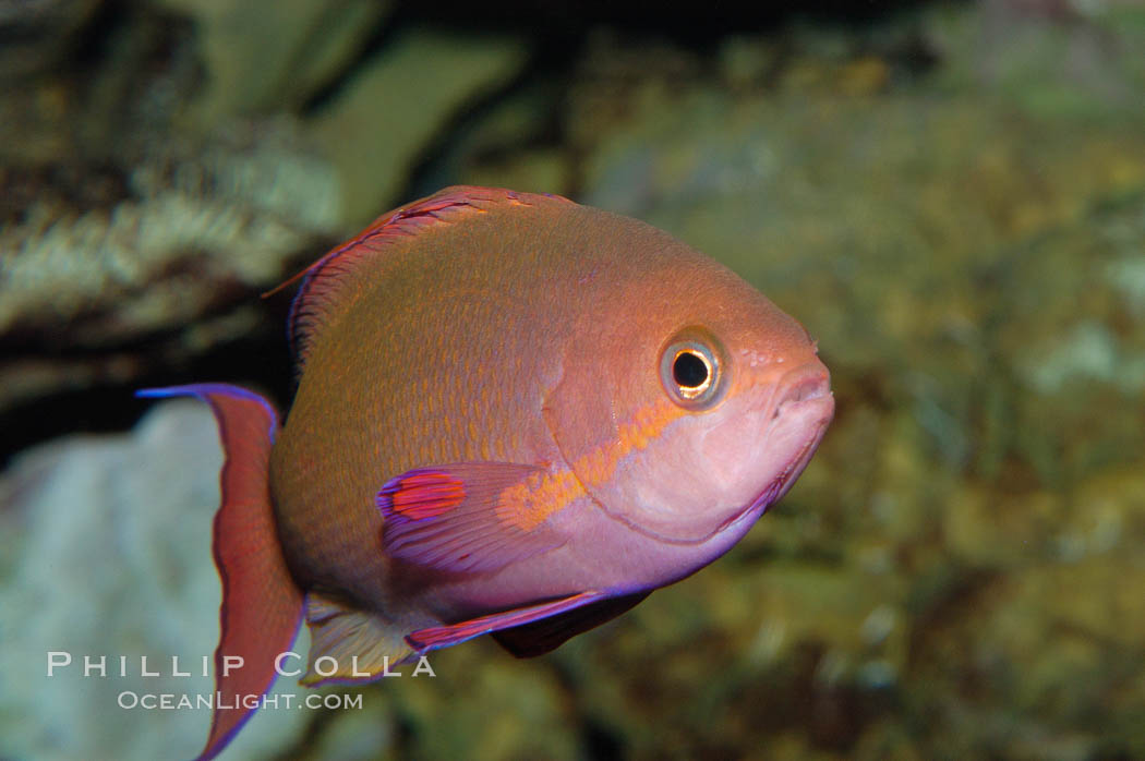 Sea goldie., Pseudanthias squamipinnis, natural history stock photograph, photo id 08892