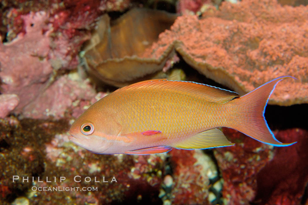Lyretail fairy basslet., Pseudanthias squamipinnis, natural history stock photograph, photo id 09460