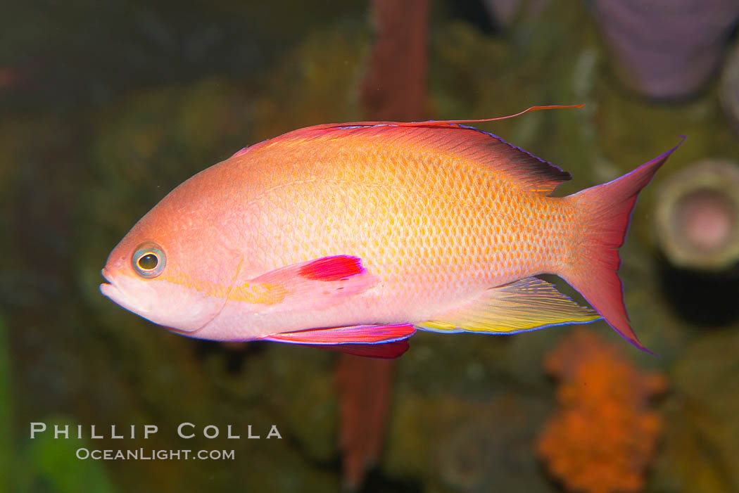 Lyretail fairy basslet, male., Pseudanthias squamipinnis, natural history stock photograph, photo id 12868
